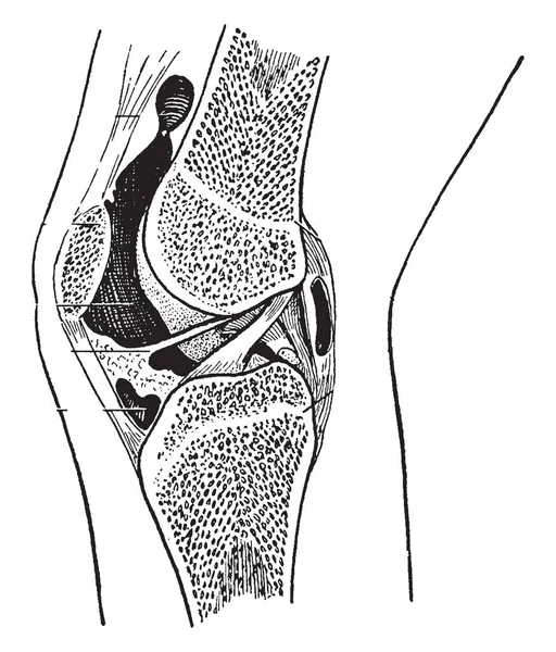 Bu resimde diz eklem, vintage çizgi çizme veya oyma illüstrasyon epifizyal satırlarını temsil eden.