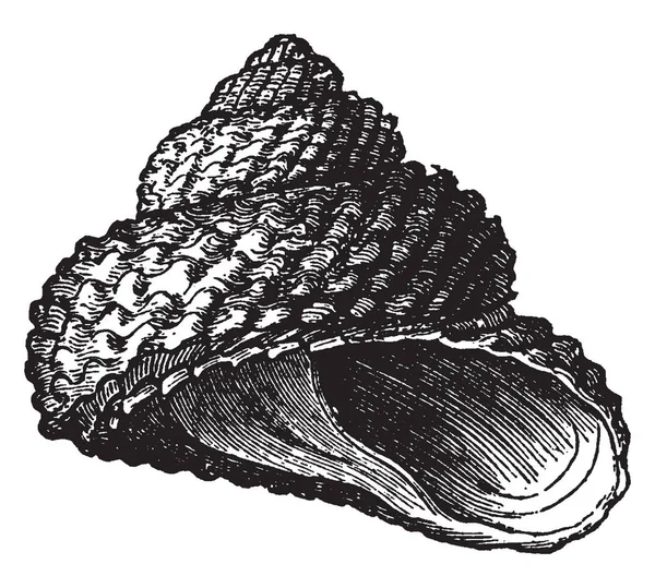 Trochus Cookii Trochus tüm denizler, vintage çizgi çizme veya oyma illüstrasyon bulunur cins familyasından.