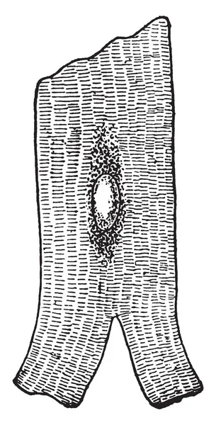 Иллюстрация Представляет Собой Клетку Сердечно Мышечной Ткани Рисунок Винтажных Линий — стоковый вектор