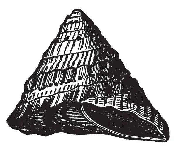 Trochus Inermis Uma Espécie Género Trochus Encontrada Todos Mares Desenho —  Vetores de Stock