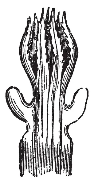 Polyp Tubipora Musica นปะการ กสร างข นโดยการรวมก นของภาพวาดเส นเทจท แตกต — ภาพเวกเตอร์สต็อก