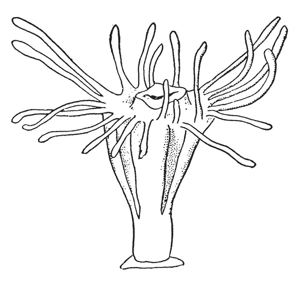 Les Méduses Scyphozoaires Ont Plusieurs Morphologies Différentes Dessin Ligne Vintage — Image vectorielle