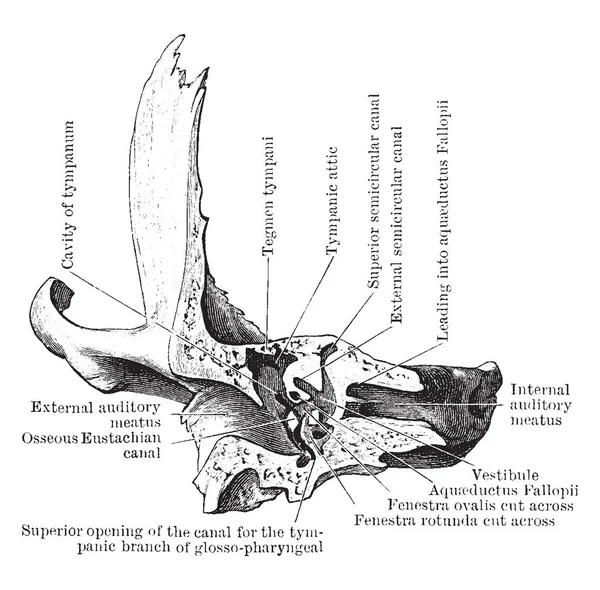 Deze Afbeelding Vertegenwoordigt Anterior Half Van Sectie Temporale Bot Vintage — Stockvector