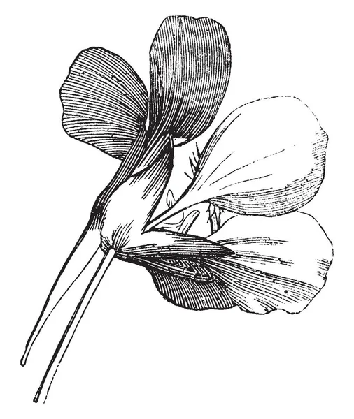 Велична Квітка Тропеолум Яка Демонструє Натхнення Вінтажний Малюнок Лінії Або — стоковий вектор