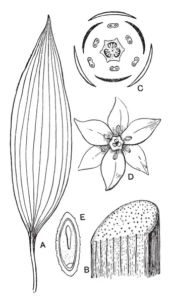 Cette Image Montre Différentes Parties Plante Monocotyledonous Morphology Comme Tige — Image vectorielle