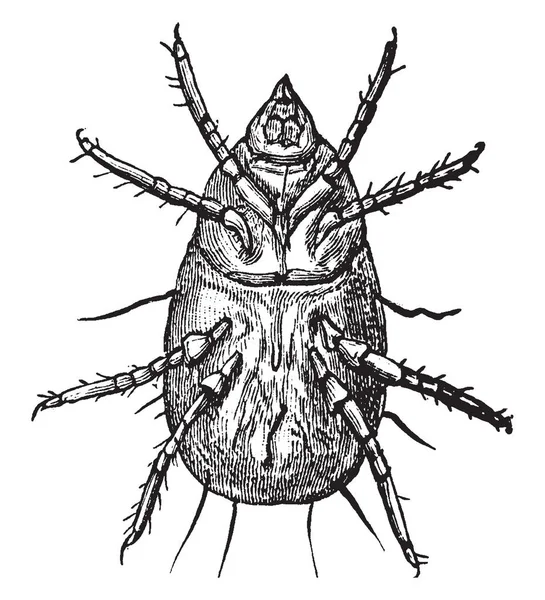 Flour Mite Aussi Connu Sous Nom Acarus Siro Elles Sont — Image vectorielle