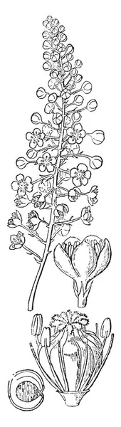 Resmi Poke Bitki Parçalarını Gösterme Onun Çiçek Parçasıdır Stamens Pistil — Stok Vektör