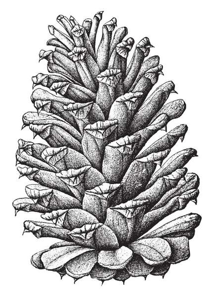 美国南部松树的天然大小成熟锥 老式线条画或雕刻插图 — 图库矢量图片