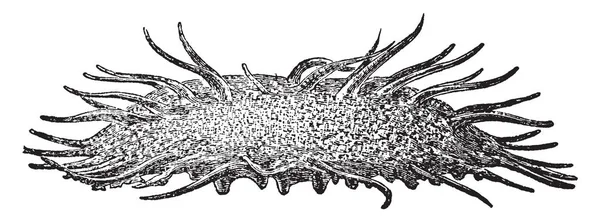 Ilustrasi Menunjukkan Oneirophanta Mutabilis Tubuhnya Panjang Berkulit Berkulit Lebat Tubuh - Stok Vektor