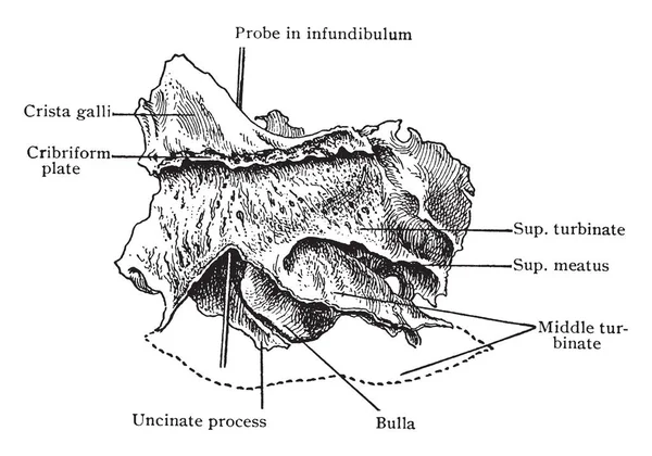 ภาพน แสดงให มมองภายในของกระด Ethmoid ภาพวาดเส นเทจหร อการแกะสล — ภาพเวกเตอร์สต็อก