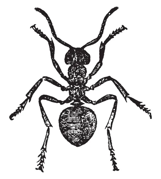 Κόκκινο Ξύλο Μυρμήγκι Εργαζόμενος Οποίο Είναι Οικοδόμοι Τους Εξαιρετικό Αποικίες — Διανυσματικό Αρχείο