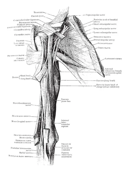 Cette Illustration Représente Front View Shoulder Muscles Dessin Ligne Vintage — Image vectorielle