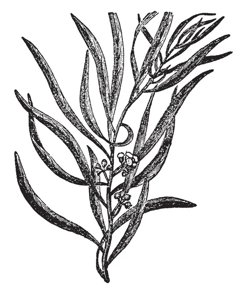 Eukalyptusblatt Mit Früchten Und Blumen Vintage Linienzeichnung Oder Gravierillustration — Stockvektor