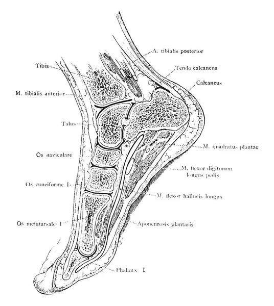 Cette Illustration Représente Sagittal Section Foot Ankle Dessin Ligne Vintage — Image vectorielle