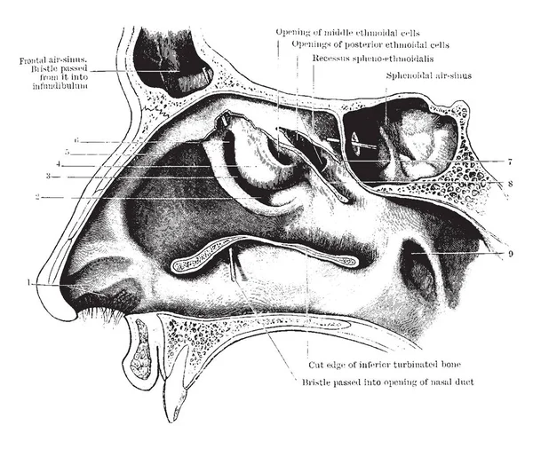 Bu şekilde dış duvar, burun, vintage çizgi çizme veya oyma illüstrasyon temsil eder..