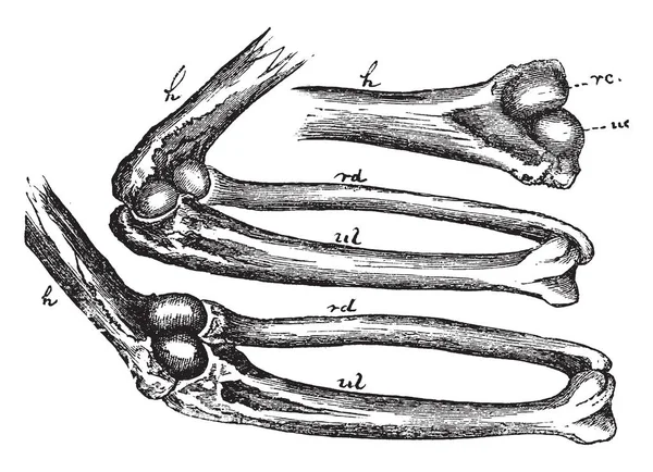 Dieses Bild Repräsentiert Mechanismus Des Ellenbogengelenks Vintage Linienzeichnung Oder Gravierillustration — Stockvektor