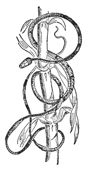 Dipsa Крихітний Надзвичайно Отруйні Змії Середньовічних Bestiaries Vintage Штриховий Малюнок — стоковий вектор