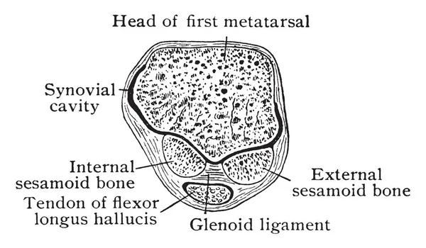 Bu resimde enine bölümü aracılığıyla Metatarsal, vintage çizgi çizme veya oyma illüstrasyon temsil eder.