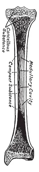 Esta Ilustração Representa Estrutura Osso Longo Desenho Linha Vintage Gravura —  Vetores de Stock