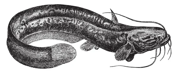 Sheatfish Uma Família Peixes Gato Desenho Linha Vintage Gravura Ilustração —  Vetores de Stock