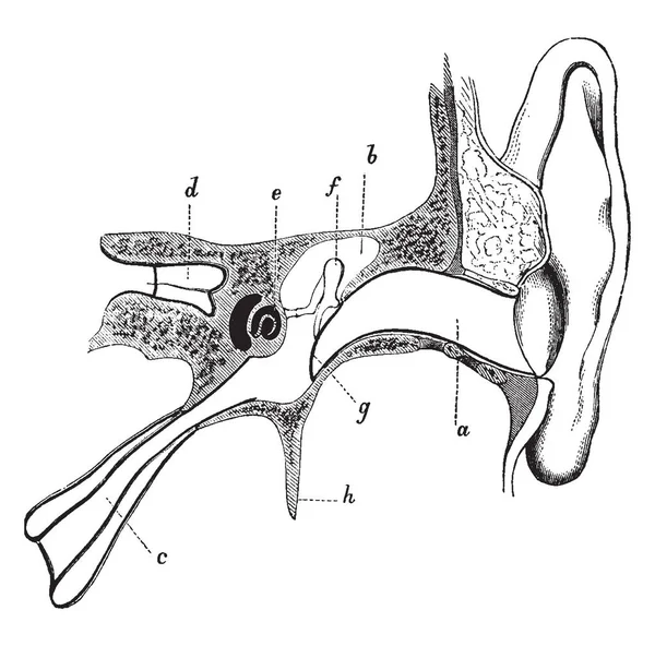 Illustration Represents Meatus Eustachian Tube Ear Vintage Line Drawing Engraving — Stock Vector