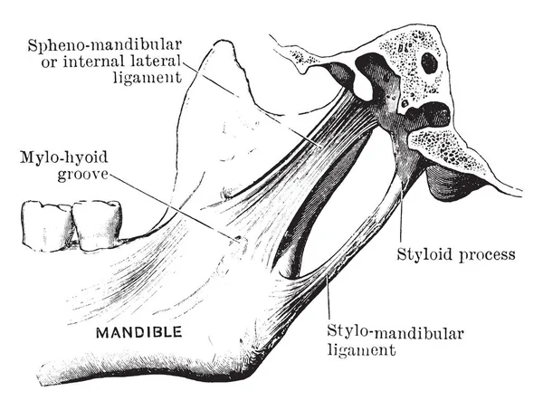 Esta Ilustração Representa Ligamento Articulação Temporo Maxilar Desenho Linha Vintage — Vetor de Stock