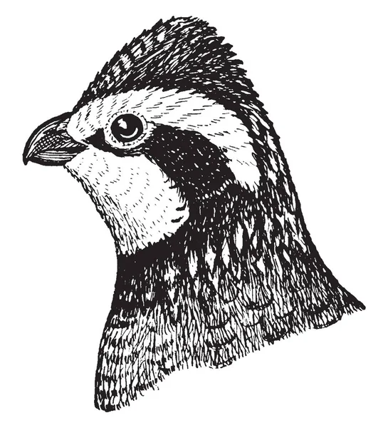 Northern Bobwhite Est Oiseau Terrestre Originaire Amérique Nord Dessin Ligne — Image vectorielle