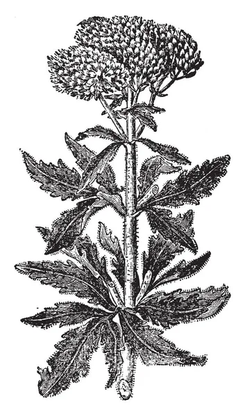 画像は ヒヨドリバナ Cannabinum として知られている大麻キンミズヒキを見せています これは デイジーの家族に属する草本植物です ヨーロッパ原産です 頭状花は小さいですし ゆれる ビンテージ — ストックベクタ