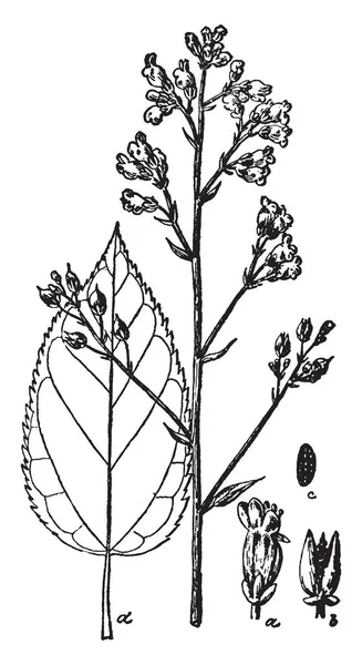 写真は それはまたとして知られている Scrophularia Marylandica メリーランド ゴマノハグサを見せています それはゴマノハグサ科ゴマノハグサ科に属しています フルーツ花 種子ビンテージ ライン図面やイラストを彫刻 — ストックベクタ