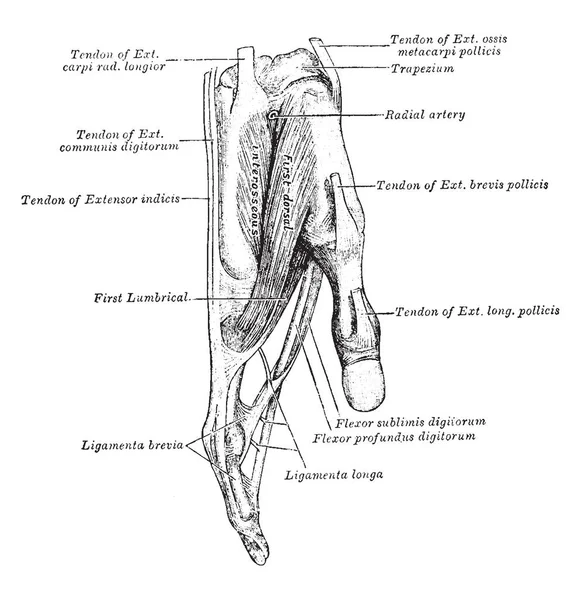 附着在右食指上的肌腱 复古线画或雕刻插图 — 图库矢量图片