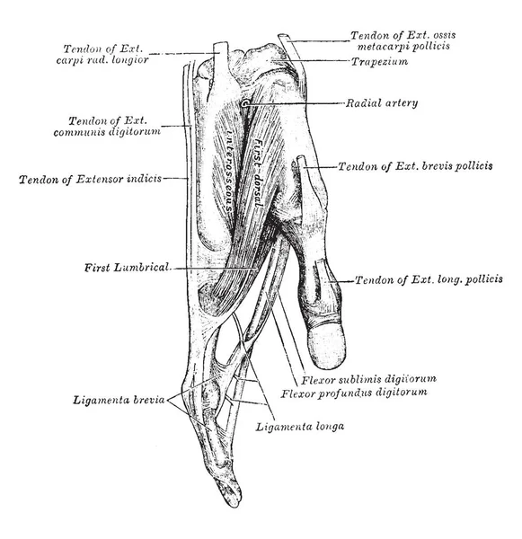 Tendons Attached Right Index Finger Vintage Line Drawing Engraving Illustration — Stock Vector