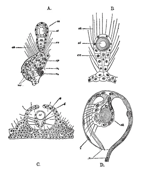 Varie Etichette Organi Uditivi Delle Meduse Disegno Linee Vintage Illustrazione — Vettoriale Stock