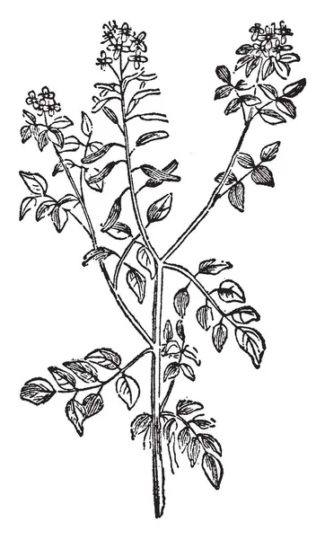 クレソンは キンレンカオフィシナーレの植物の名前を持つ水生植物種であります クレソンの中空の茎が浮かびます 葉の構造は羽状化合物 ビンテージの線描画や彫刻イラストです — ストックベクタ