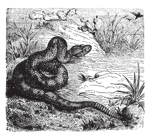 방울뱀은 빈티지 그림에 특유의 — 스톡 벡터