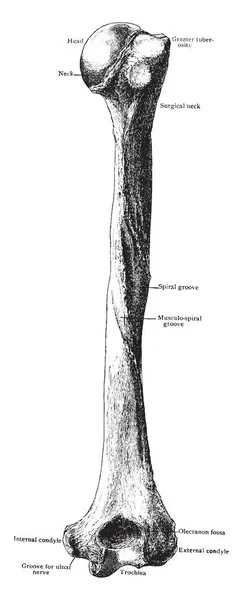 Esta Ilustração Representa Humerus Trás Desenho Linha Vintage Gravura Ilustração — Vetor de Stock