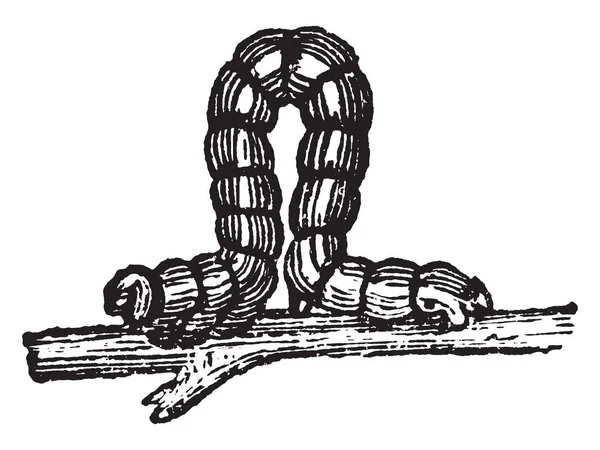 Looper Caterpillar งเป มประต ขาเย ภาพวาดเส นเทจหร อแกะสล — ภาพเวกเตอร์สต็อก