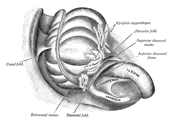 Cette Illustration Représente Fossae Péricécales Dessin Ligne Vintage Illustration Gravure — Image vectorielle