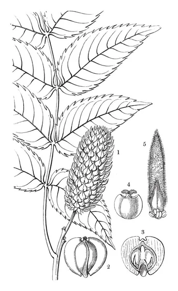 Platycarya Geslacht Familie Okkernootfamilie Grote Groep Bedektzadigen Tweezaadlobbige Planten Vintage — Stockvector