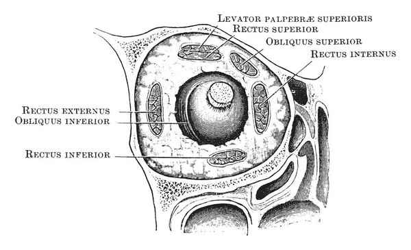 Denna Illustration Representerar Arrangemang Orbital Muskler Vintage Linje Ritning Eller — Stock vektor