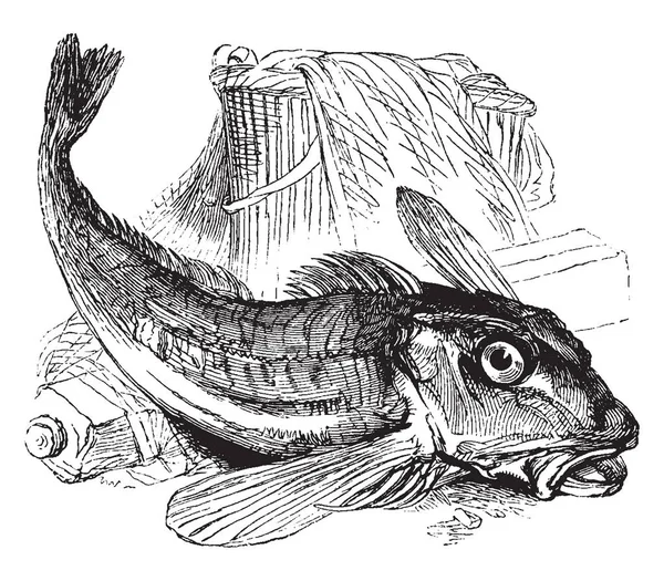 ホウボウは下部魴家族 ビンテージの線描画や彫刻イラストの魚の餌 — ストックベクタ
