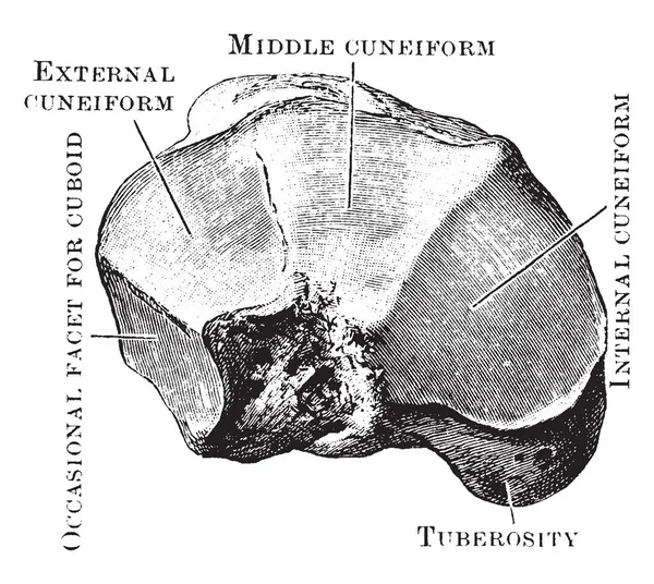 Bu resimde Navicular kemik görüntülendi önden temsil eder, vintage hat çizim veya gravür illüstrasyon.