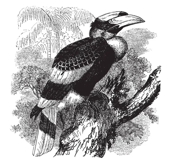Цей Образ Являє Собою Вогне Casqued Рогатий Ворон Родина Птах — стоковий вектор
