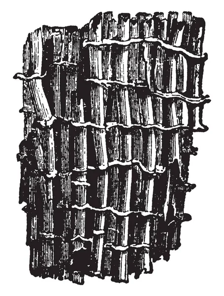 Tubipora ムジカの拡大部分明瞭で ビンテージの線描画や彫刻イラストの組み合わせによって形成されています — ストックベクタ