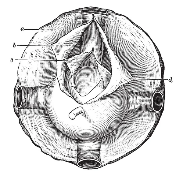 Cette Illustration Représente Capsule Tnon Dessin Ligne Vintage Illustration Gravure — Image vectorielle