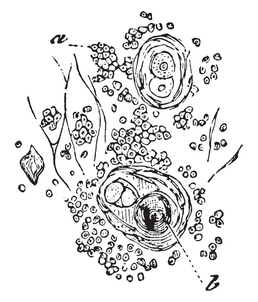 Questa Illustrazione Rappresenta Elementi Del Timo Disegno Linea Vintage Incisione — Vettoriale Stock