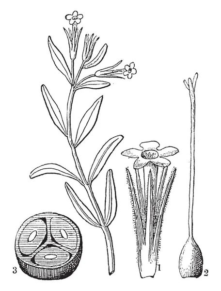 またその形状のためトランペットの花と呼ばれる花植物 Collomia 薄の図します 萼とカローラ 雌ずいと熟した種子容器 ビンテージ ライン描画または彫刻の図を示します — ストックベクタ