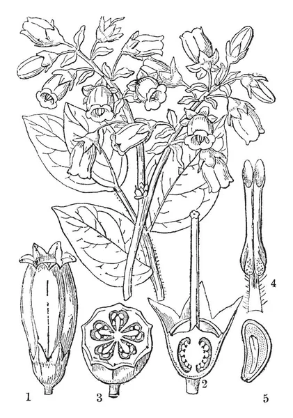 Ein Diagramm Der Großgruppigen Blaubeerpflanze Das Diagramm Zeigt Eine Blume — Stockvektor
