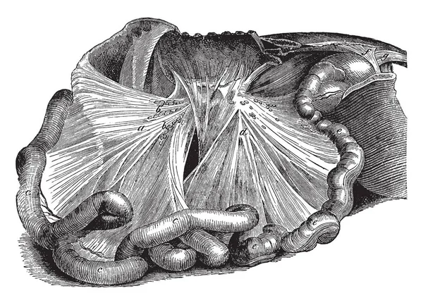 Mesenterías Caballo Donde Están Presentes Mesenterio Anterior Glándulas Mesentéricas Dibujo — Vector de stock