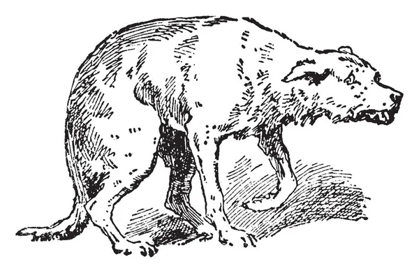 这张图片代表一只狗与受伤的前爪 复古线画或雕刻例证 — 图库矢量图片