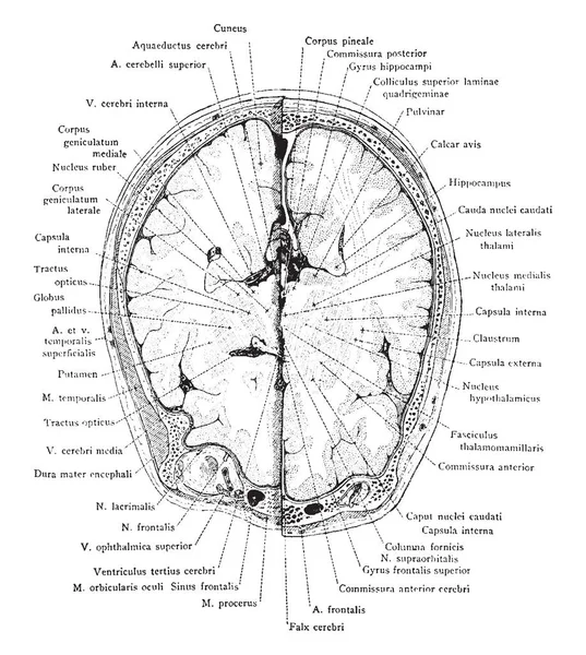 Ayrıca kenar boşluğu, vintage çizgi çizme veya oyma illüstrasyon başında bölümünü.
